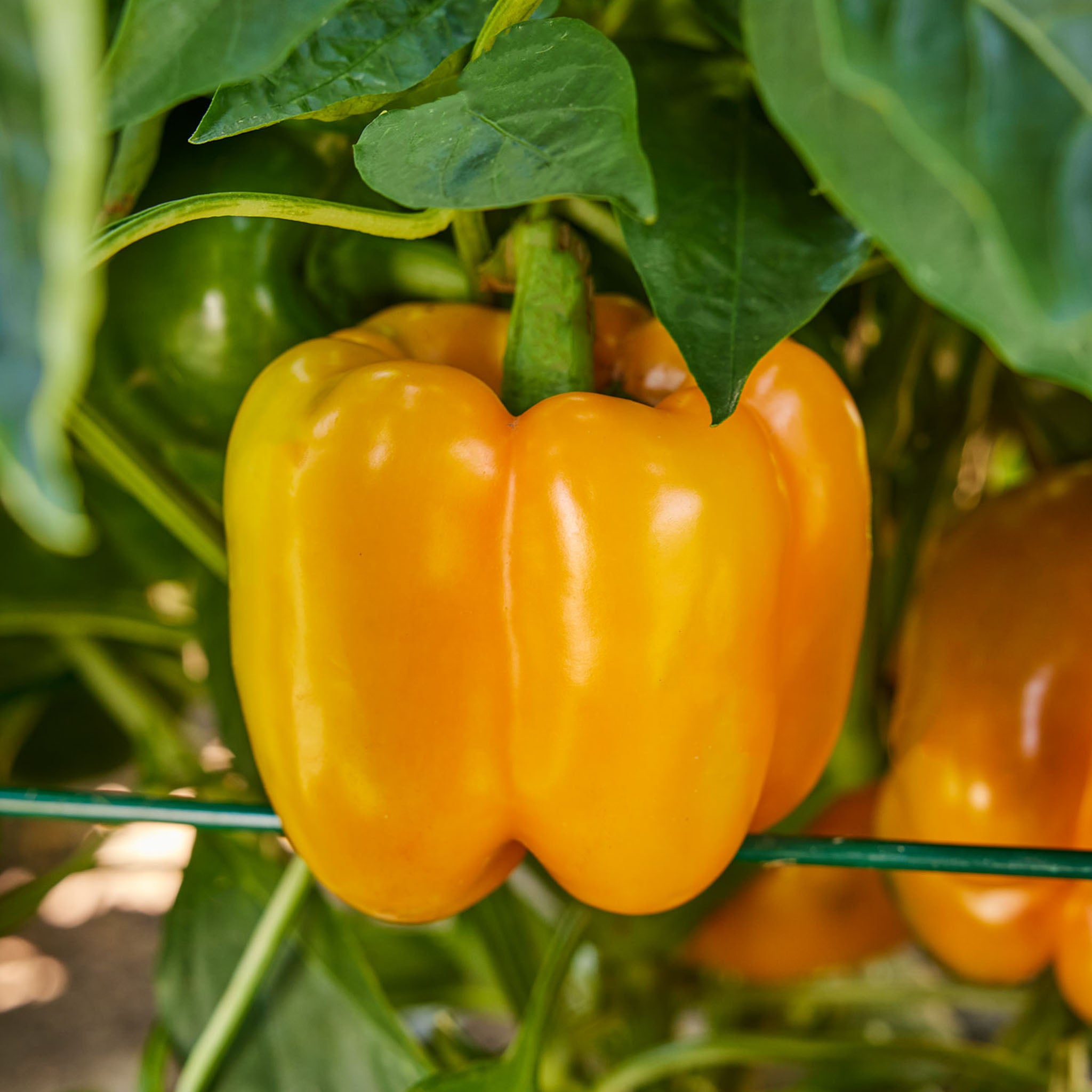 Sun Haven Sweet Pepper