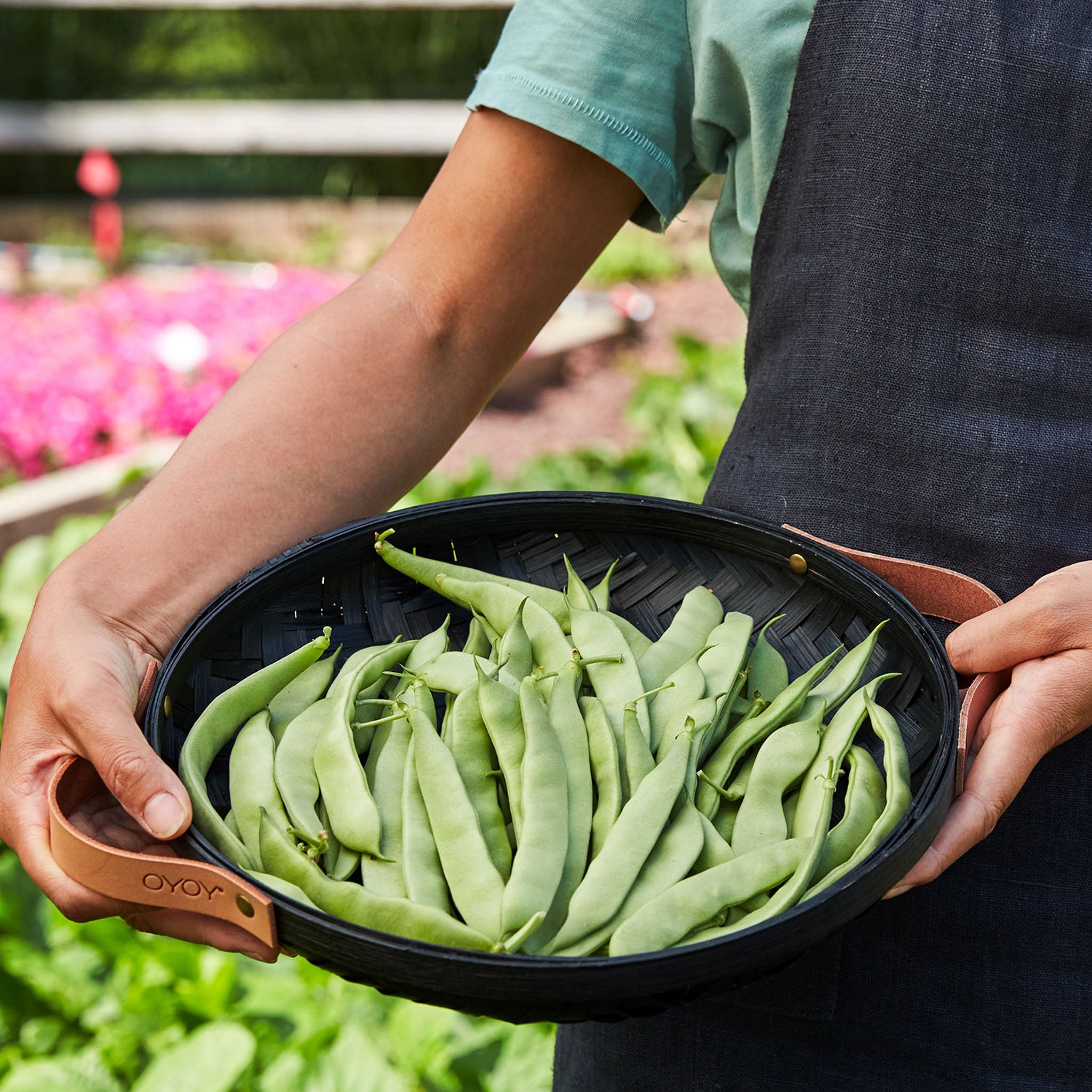 Early Bush Italian Bean