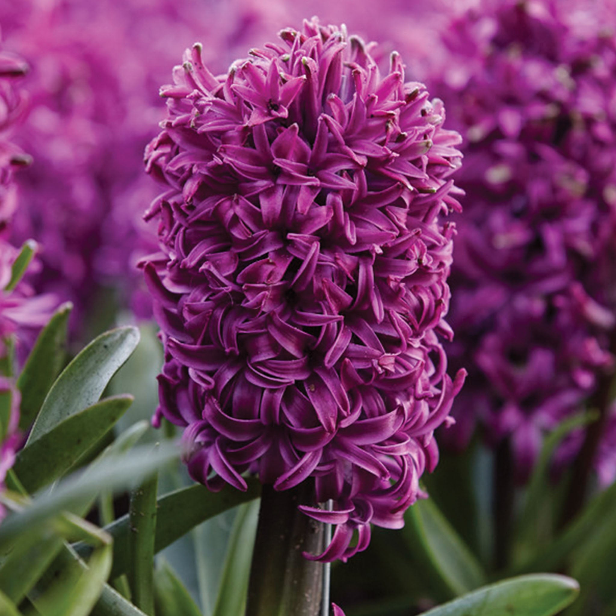 Purple Sensation Hyacinth Bulbs
