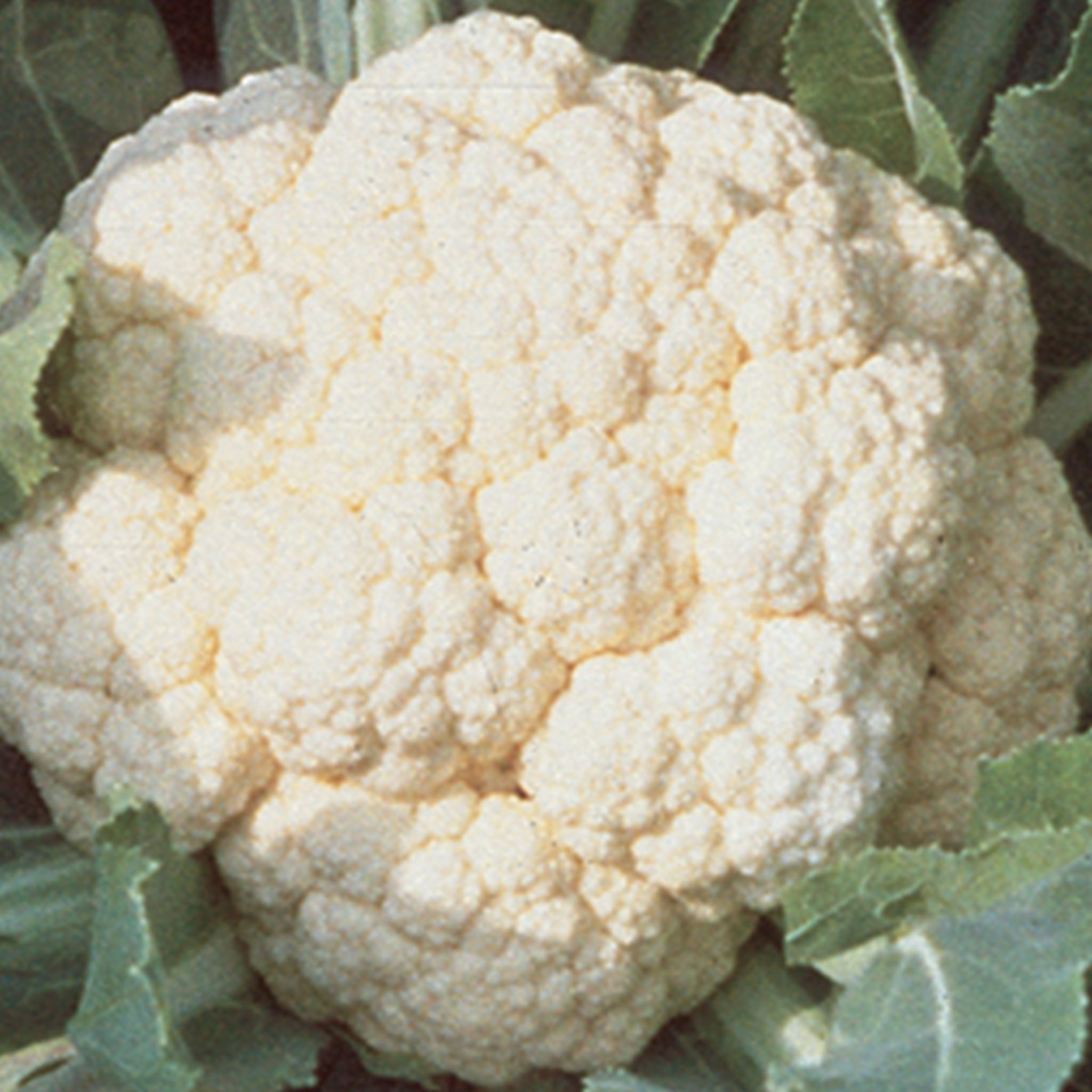 Snowball Self-Blanching Cauliflower