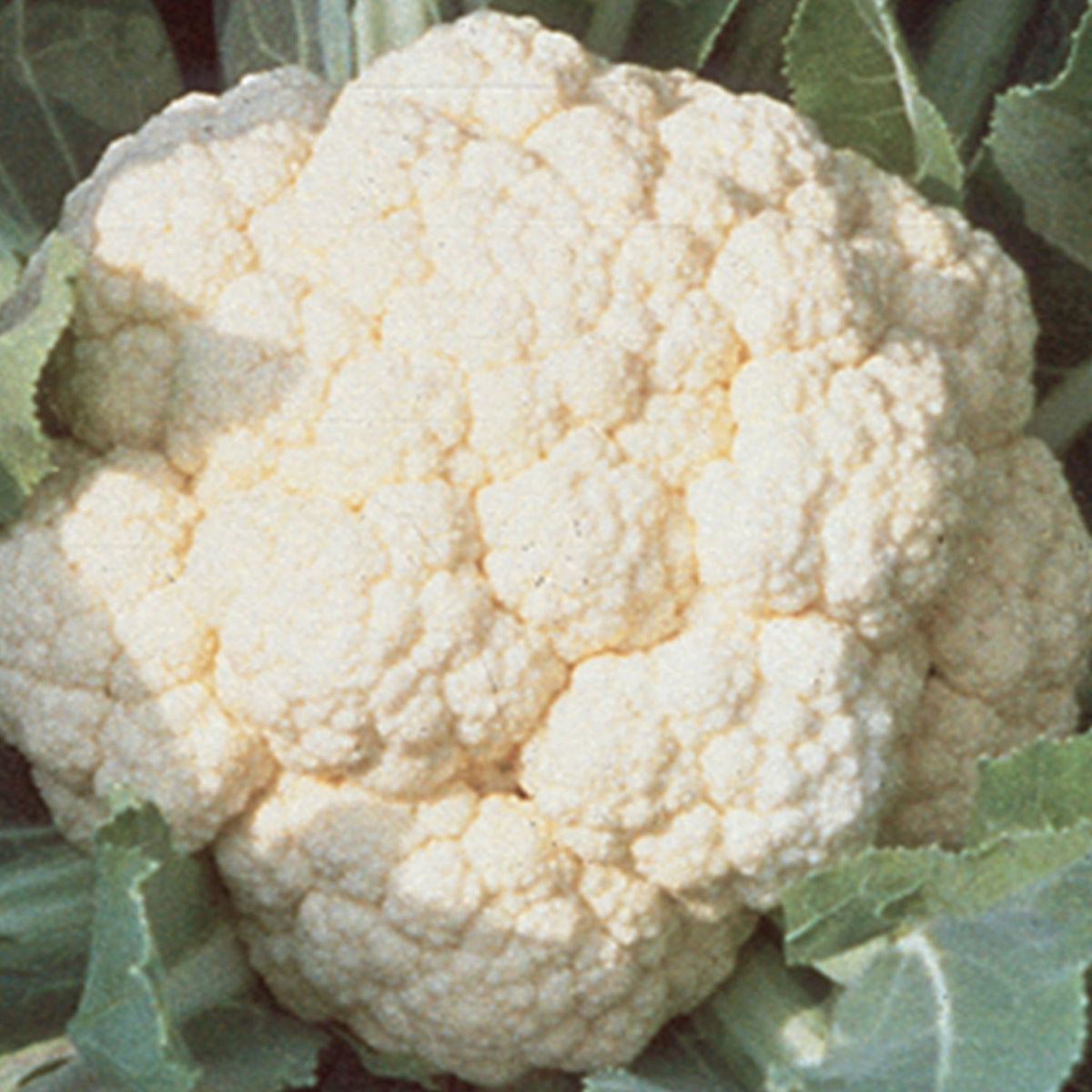 Snowball Self-Blanching Cauliflower