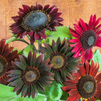 Chocolate Cherry Sunflower