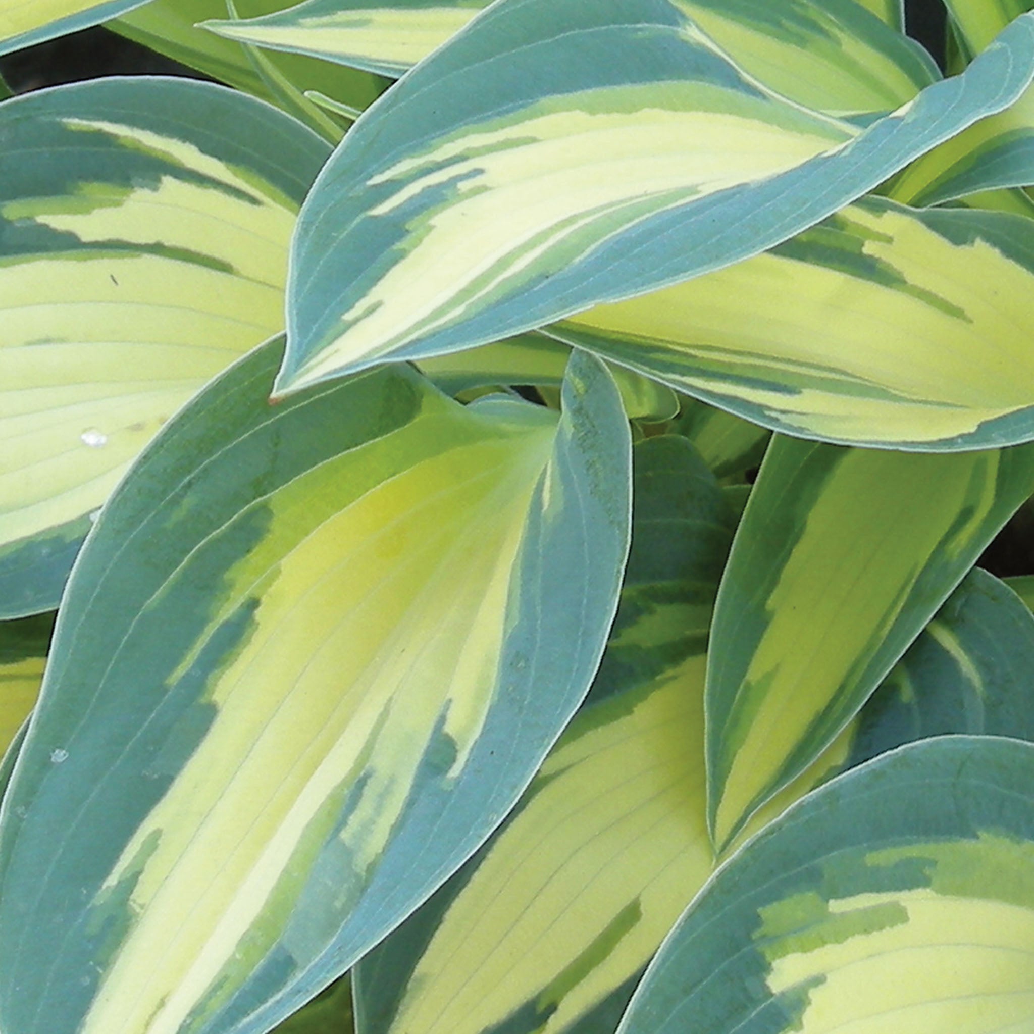 Magic Island Hosta Bare Roots