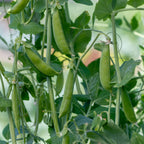 Garden Sweet Pea