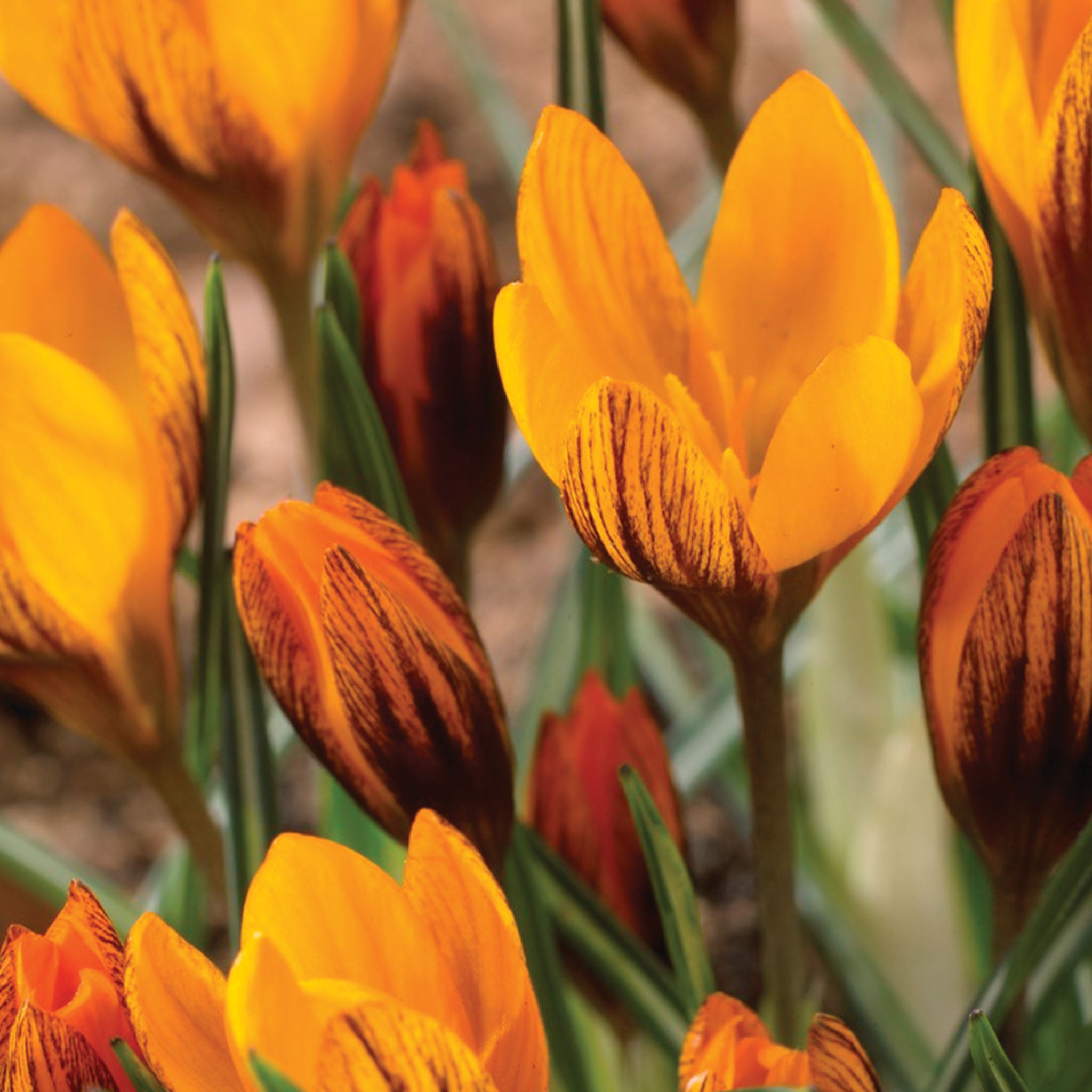 Orange Monarch Crocus Bulbs