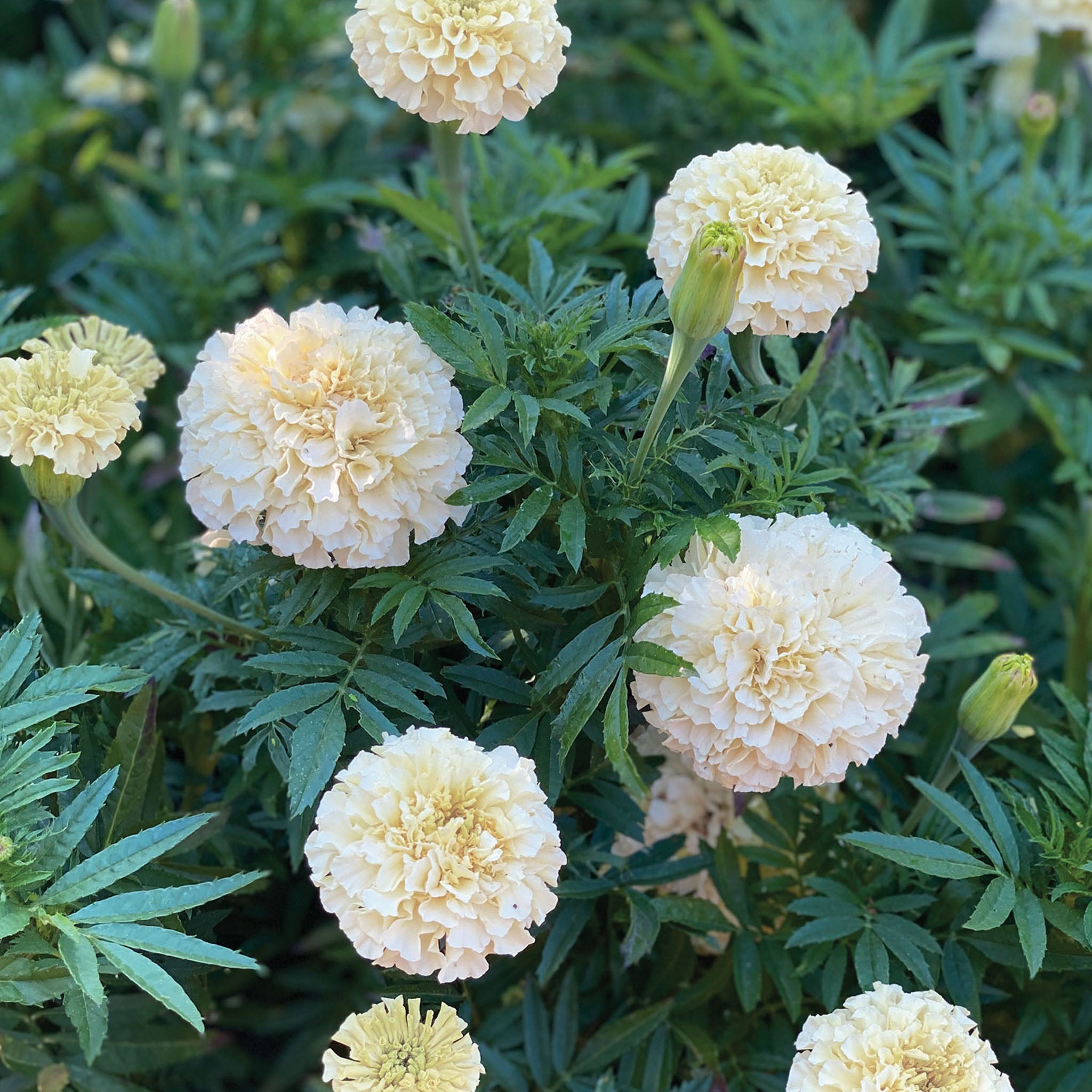 Snowball Marigold
