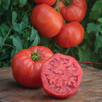 Bodacious Tomato