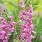 AngelMist Spreading Berry Sparkler Angelonia