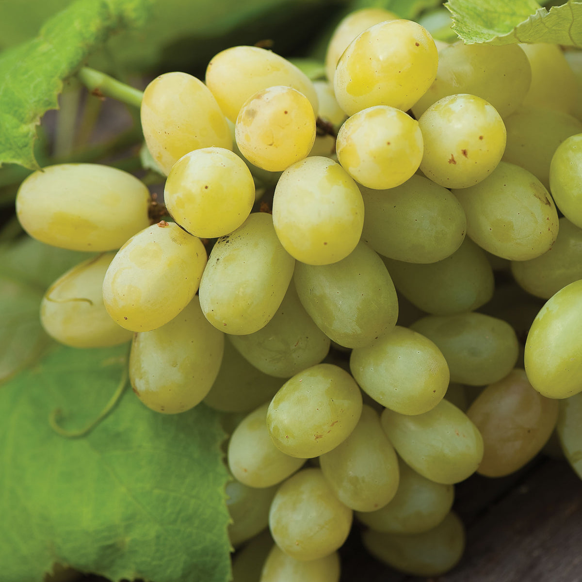 Marquis Seedless Grape