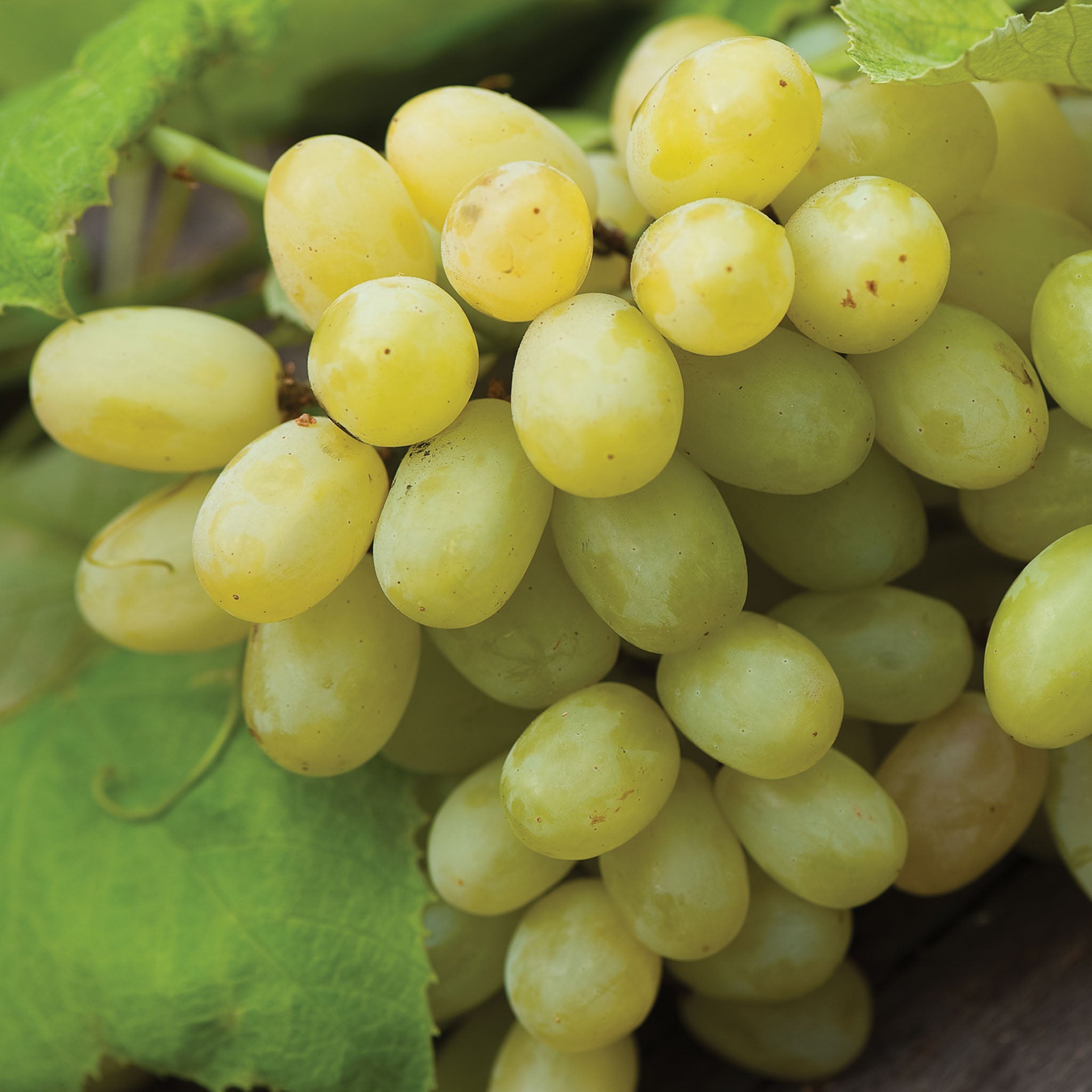 Marquis Seedless Grape