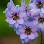 Blueberry Pie Delphinium Bare Root