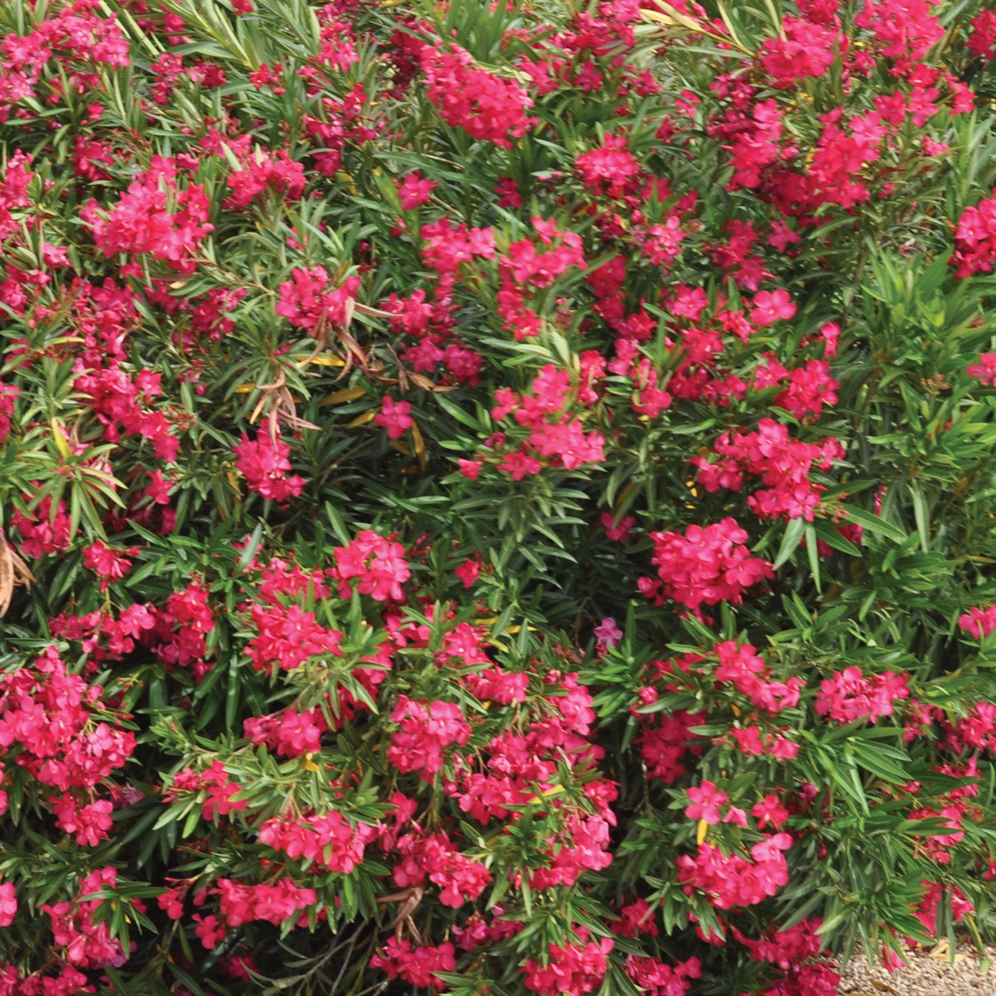 Austin Pretty Limits Oleander