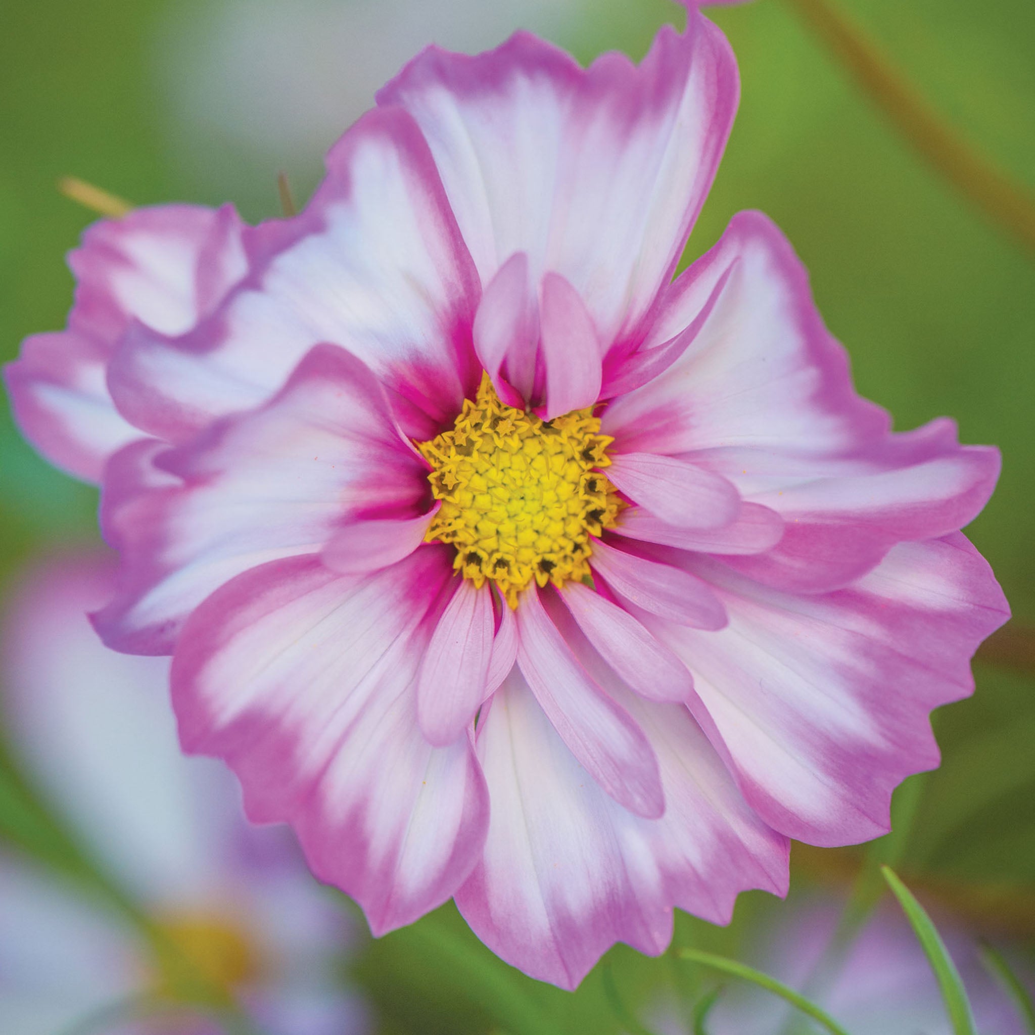 Capriola Cosmos