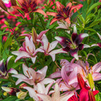 Perennial Mixed Lilies Bulbs