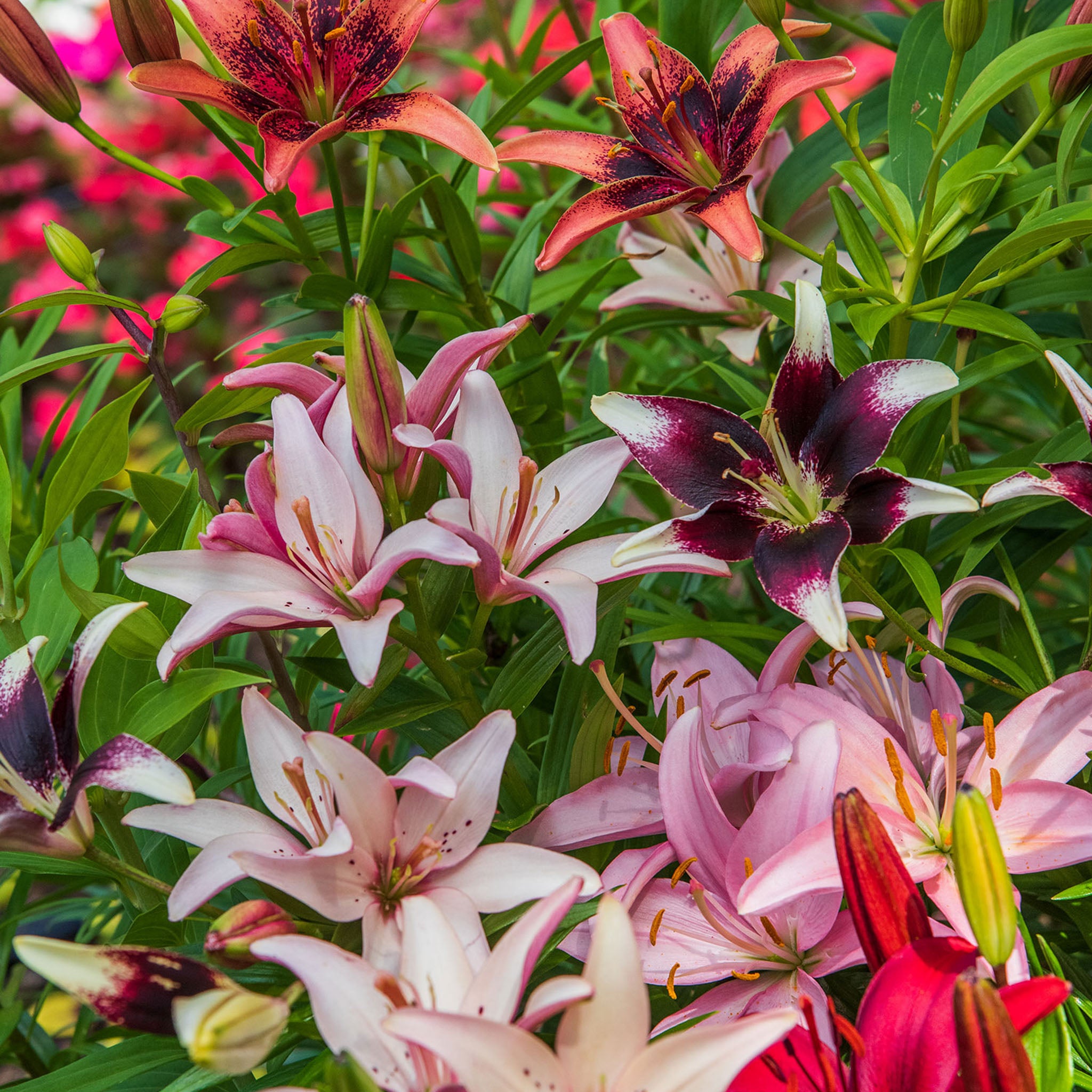 Perennial Mixed Lilies Bulbs