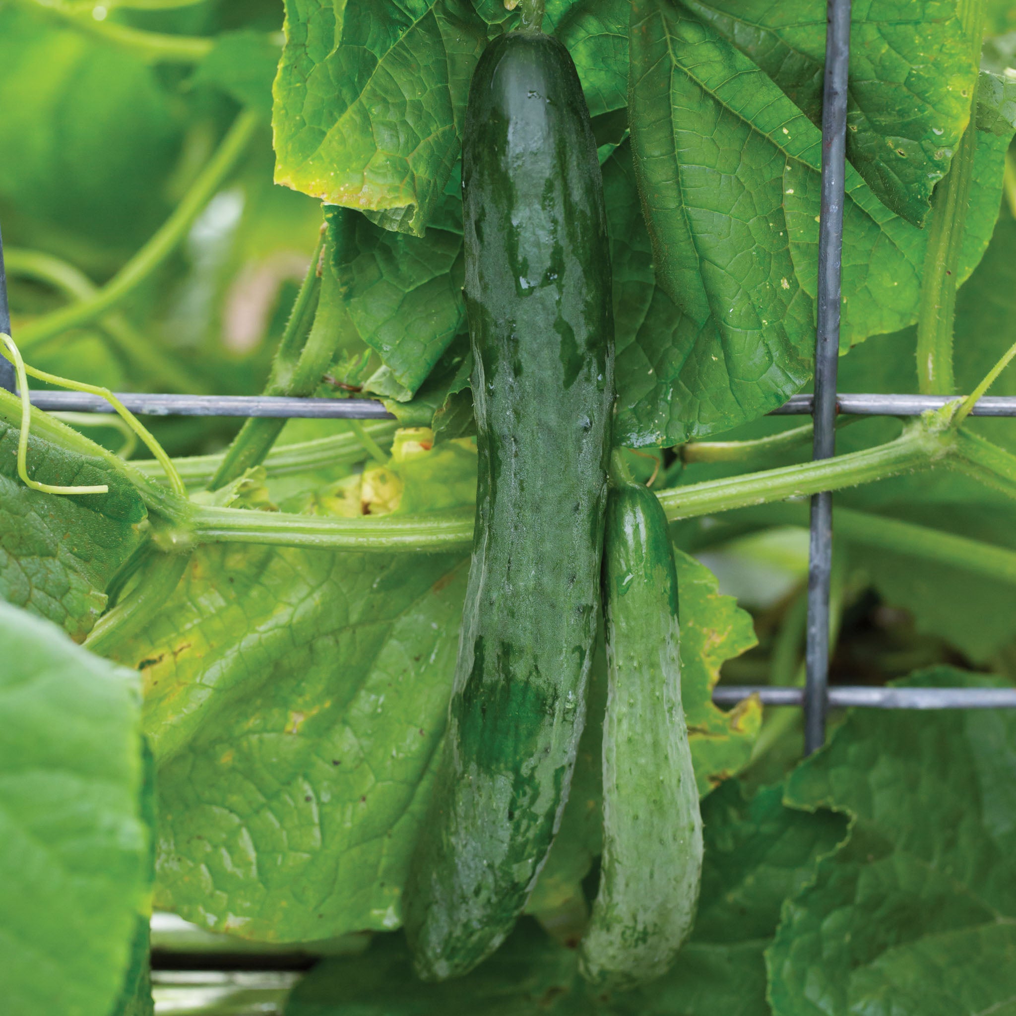 Sweet Success Cucumber