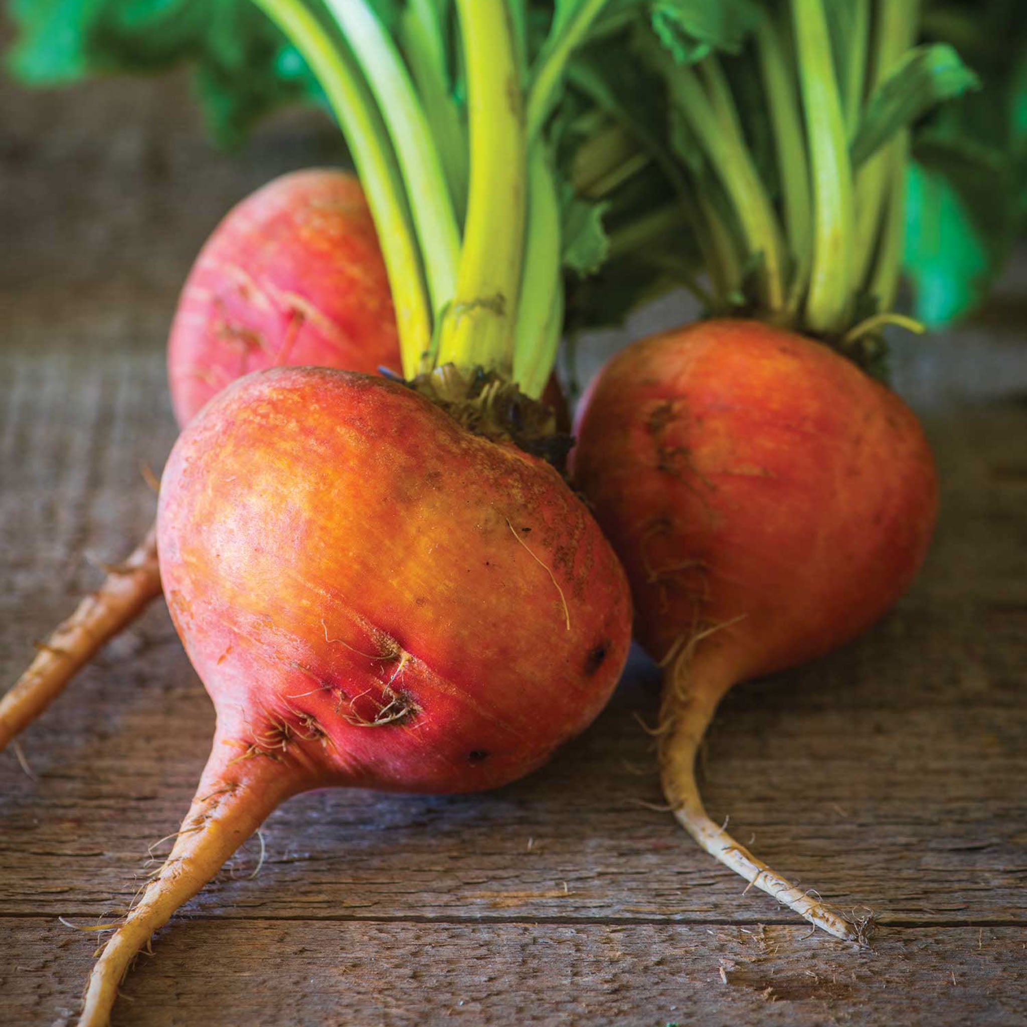 Burpee's Golden Beet