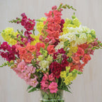 Madame Butterfly Mix Snapdragon