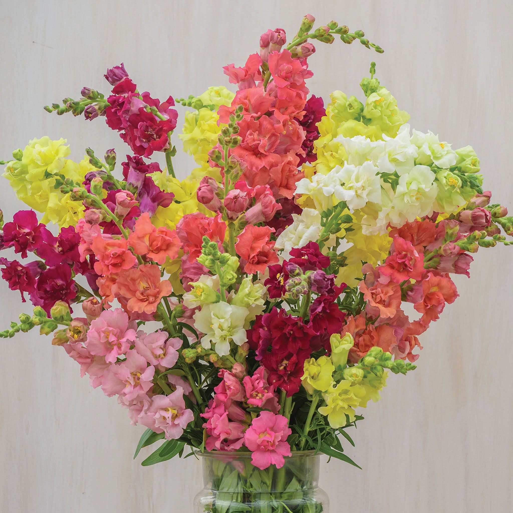 Madame Butterfly Mix Snapdragon