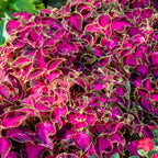 Chocolate Covered Cherry Coleus