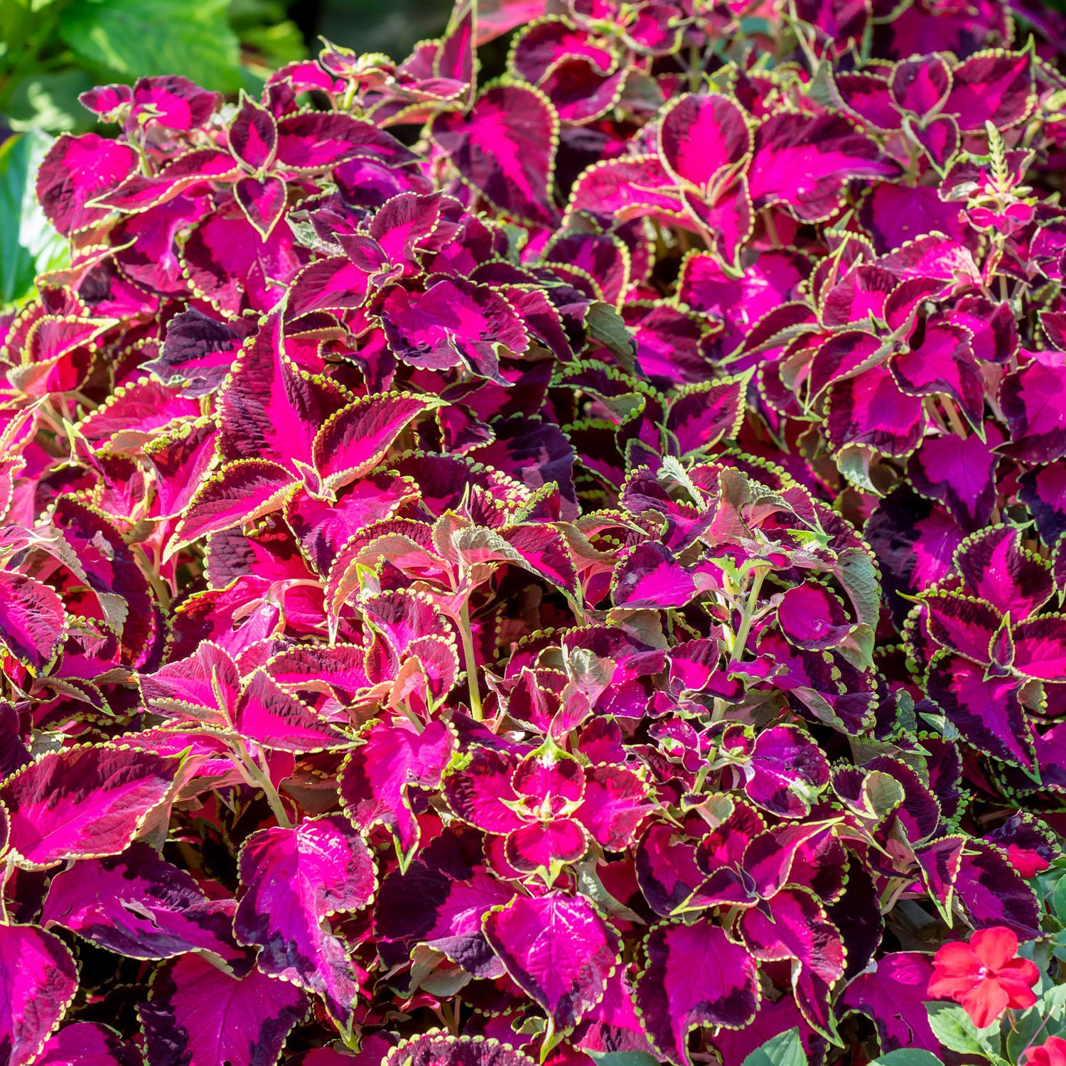 Chocolate Covered Cherry Coleus