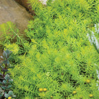 Angelina Sedum Rupestre