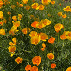 Yukon Gold California Poppy