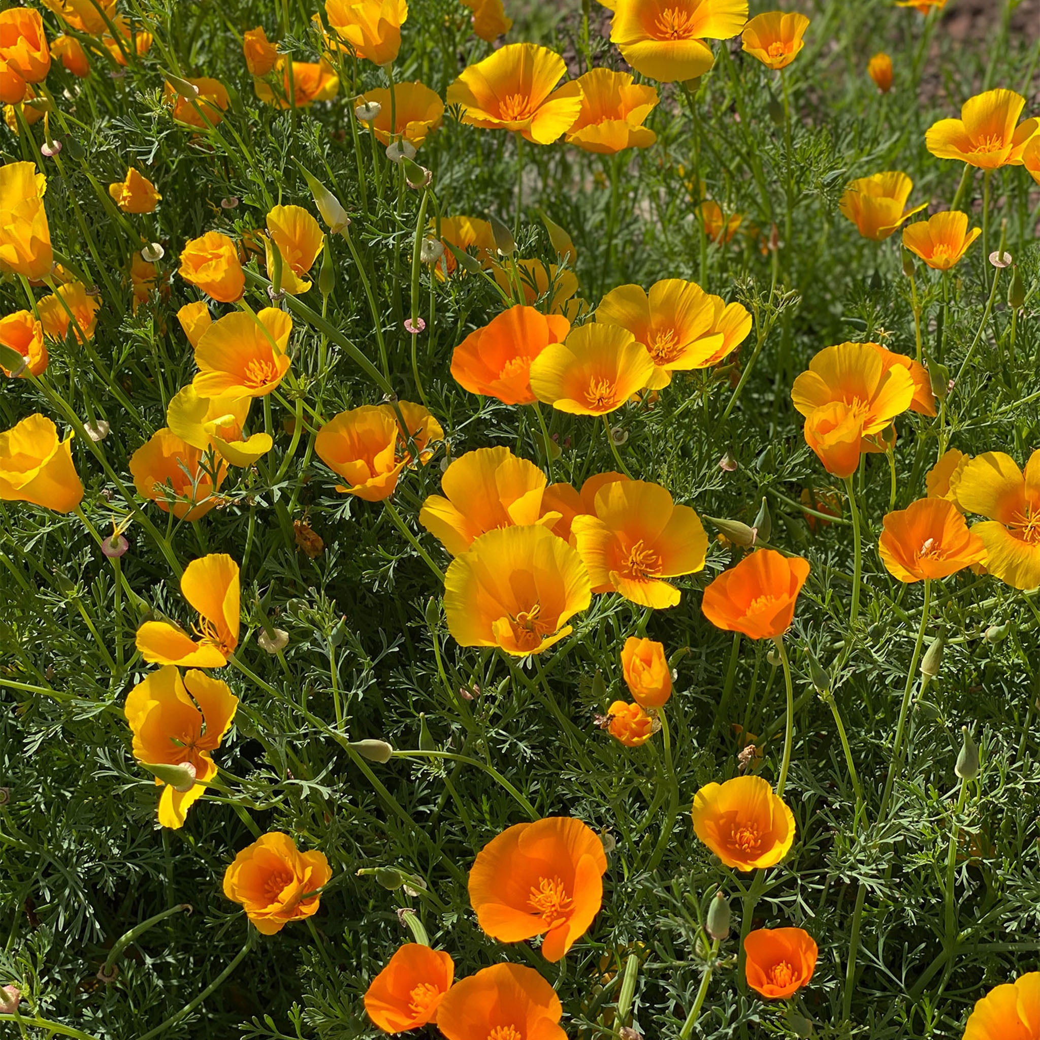 Yukon Gold California Poppy
