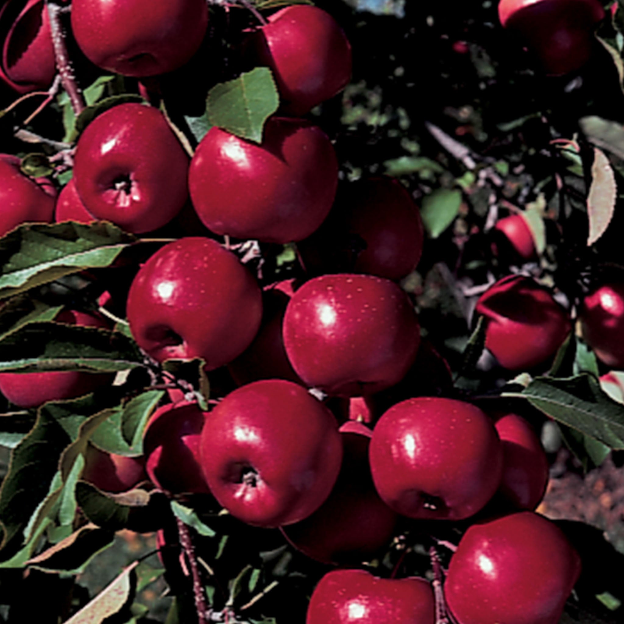 Northpole Columnar Apple Bare Root