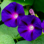 Royalty Morning Glory