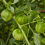 Green Organic Tomatillo