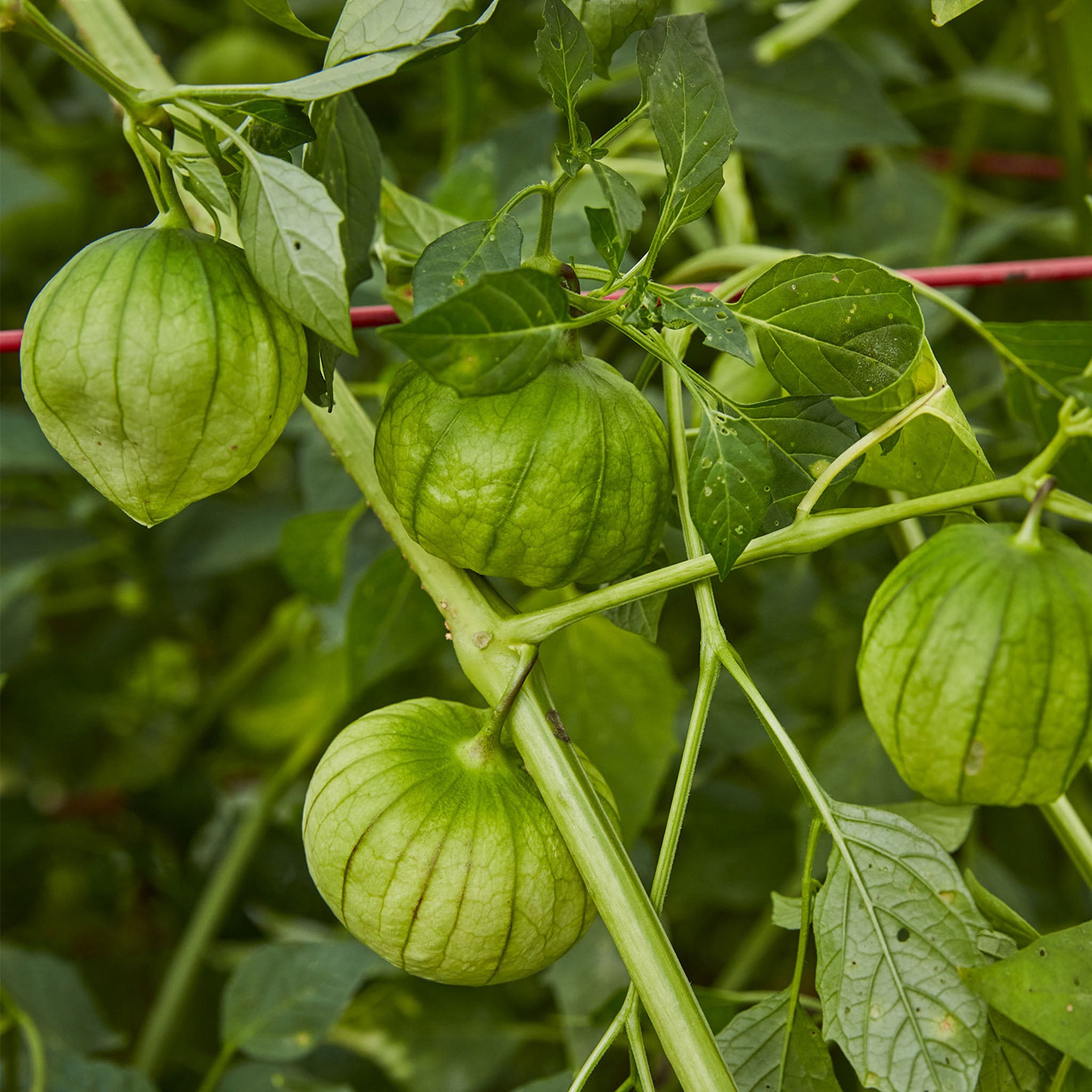 Green Organic Tomatillo
