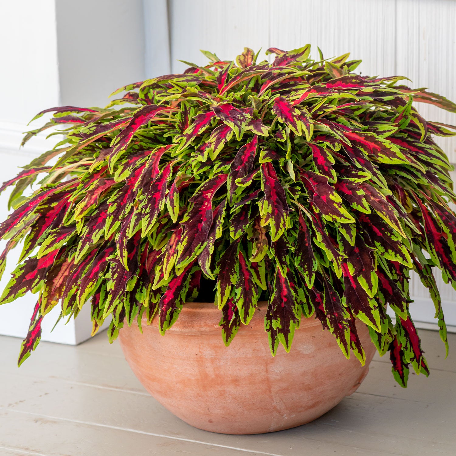 Spitfire Coleus