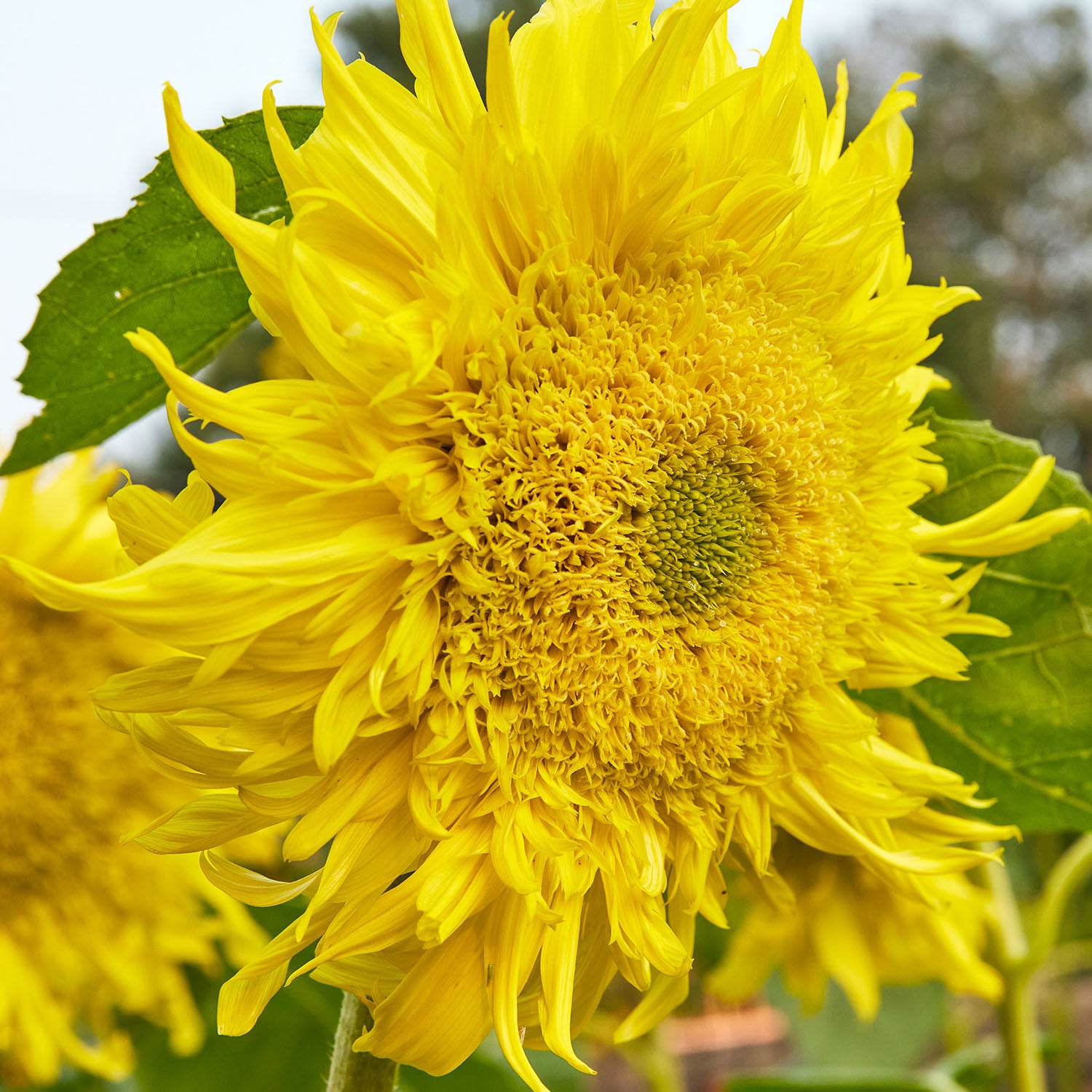 Zeus Sunflower