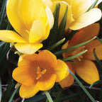 Yellow Mammoth Crocus Vernus Bulbs