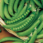 Super Snappy Pea