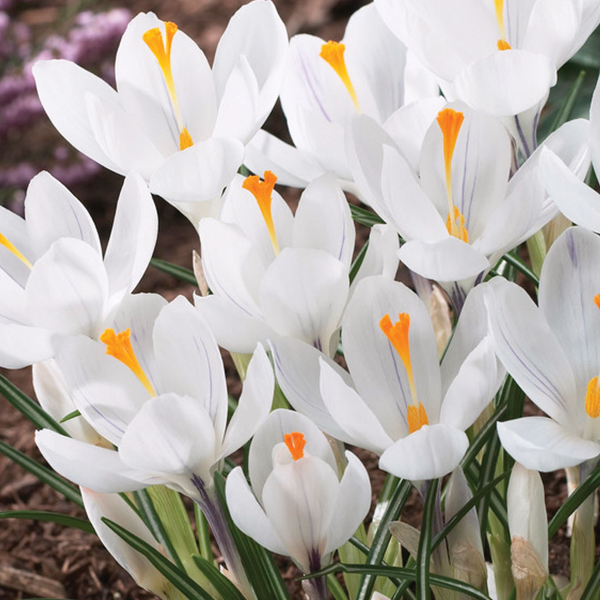 Jeanne dArc Crocus Vernus Bulbs
