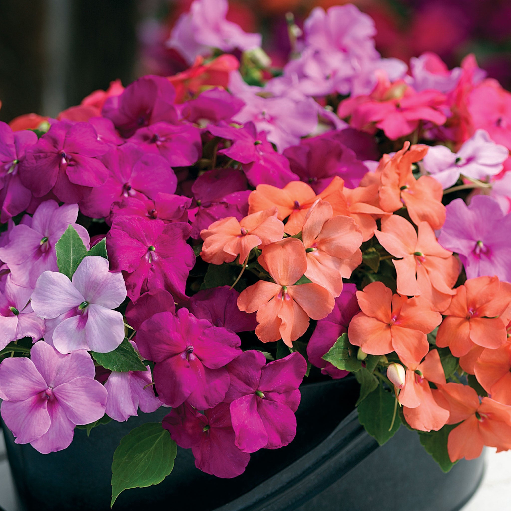 Candy Box Impatiens