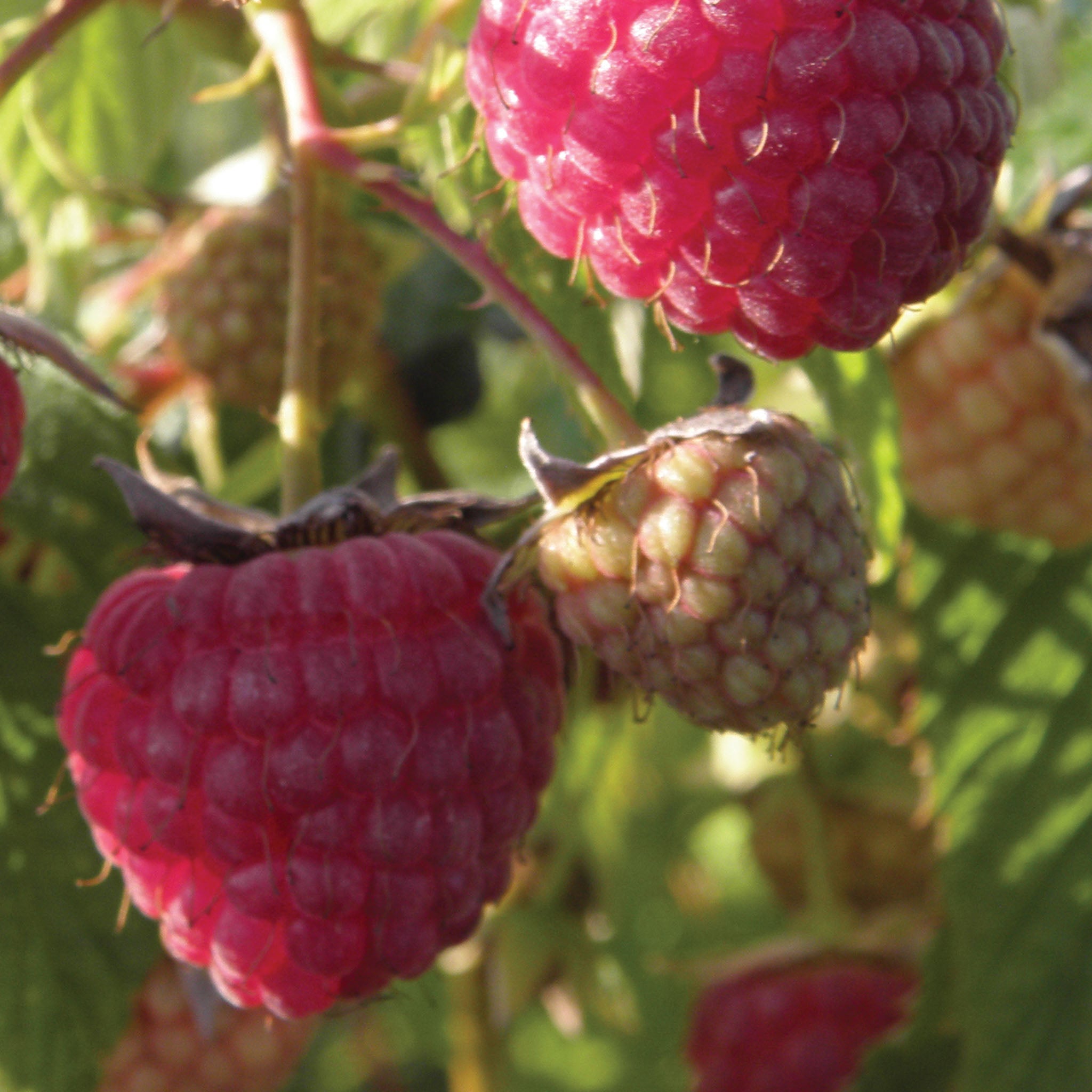 Glencoe Raspberry