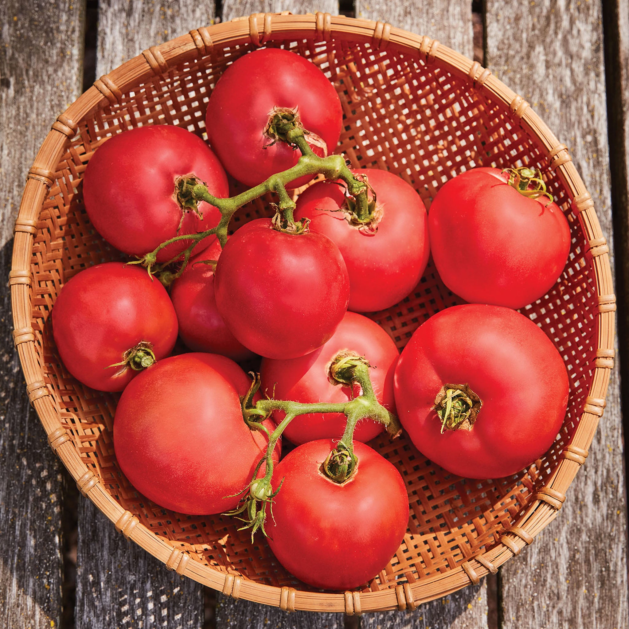 Arkansas Traveler Tomato