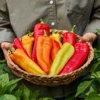 Banana Boom Sweet Pepper