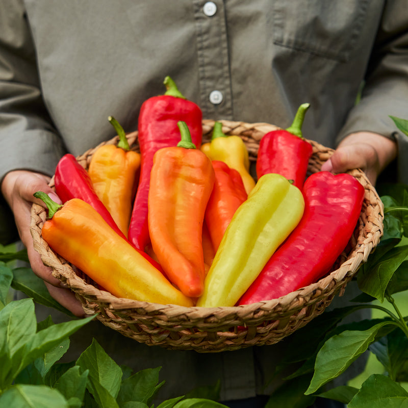 Banana Boom Sweet Pepper