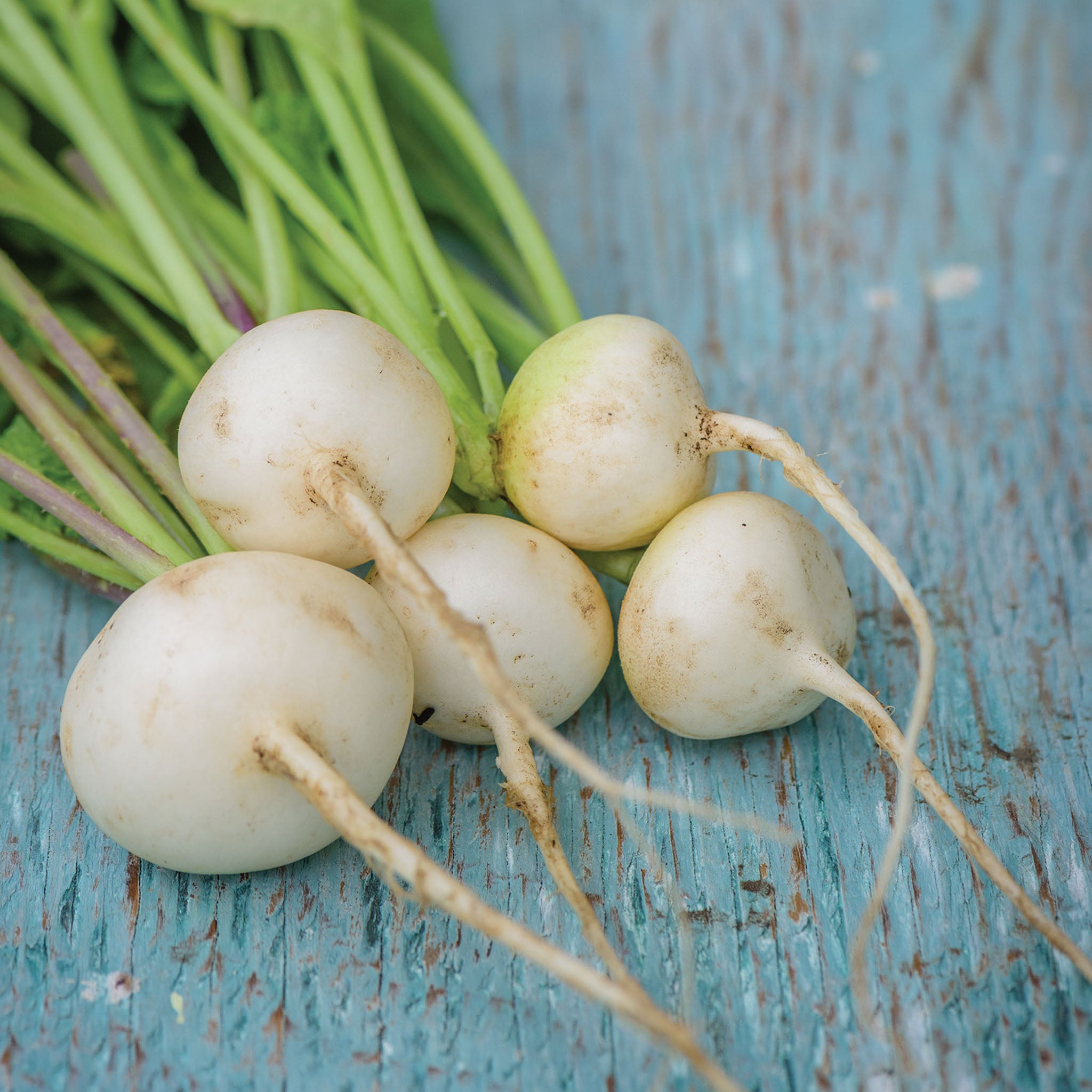 Burpee White Radish