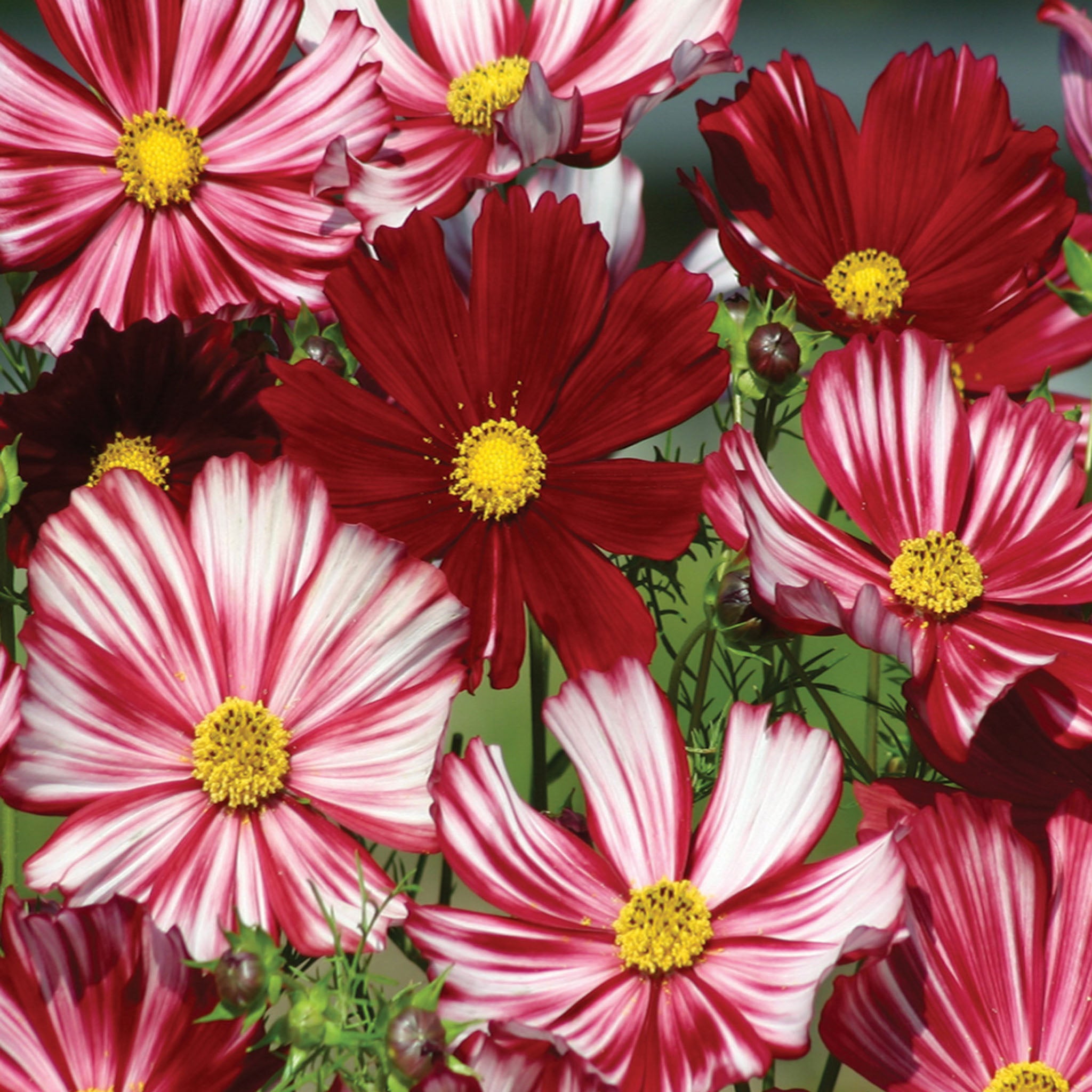 Velouette Cosmos
