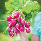 Royal Purple Radish
