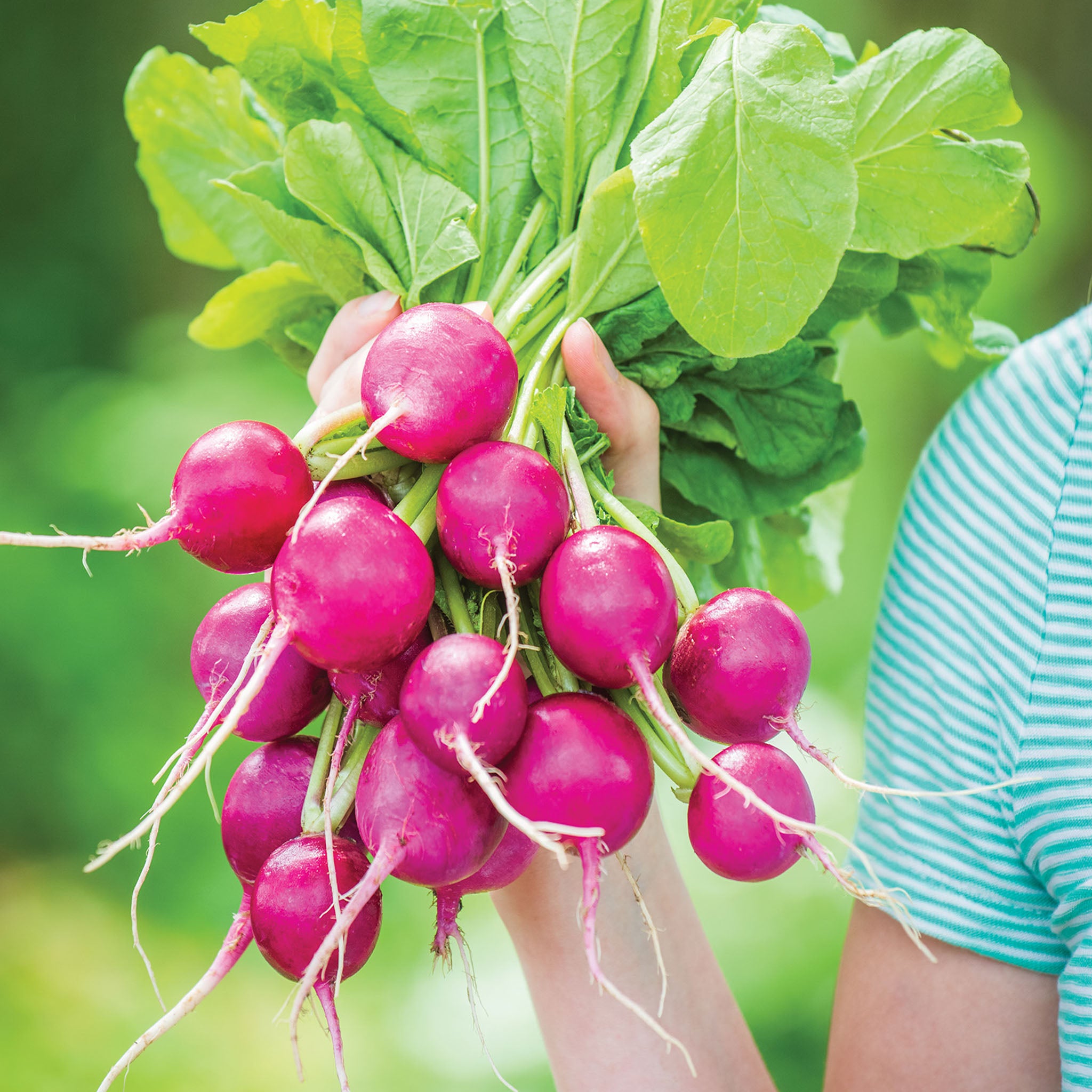 Royal Purple Radish