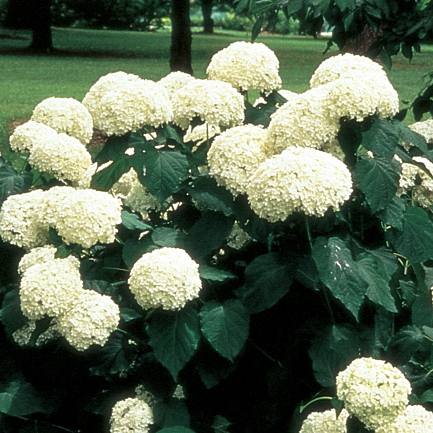 Annabelle Hydrangea Arborescens