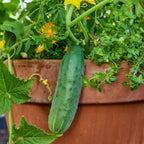 Spacemaster Cucumber