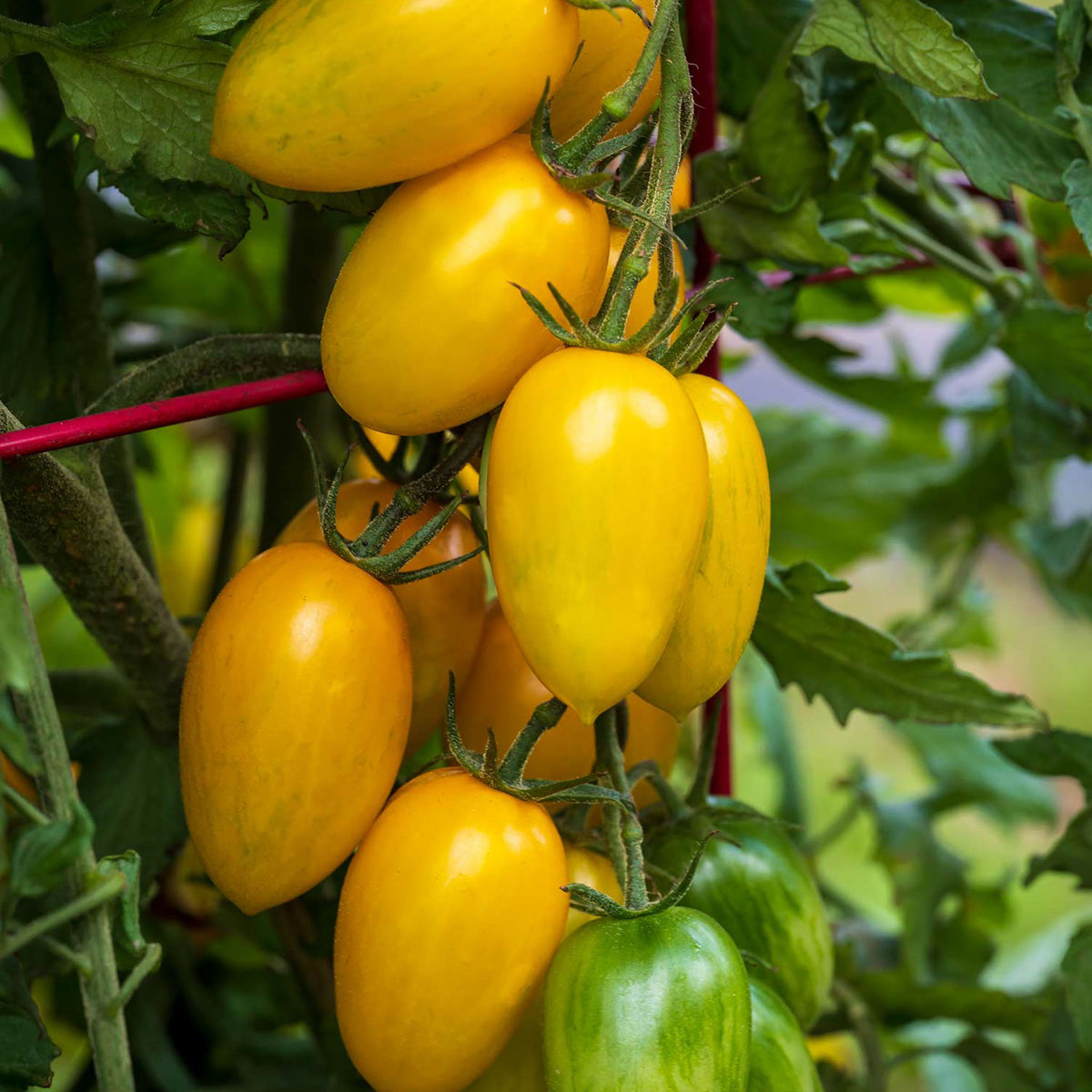 Bliss Tomato