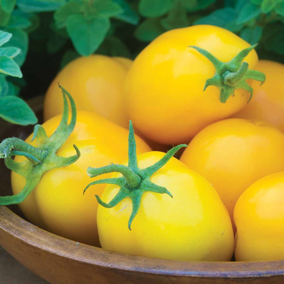 Golden Fresh Salsa Tomato